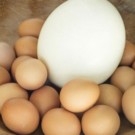 Oeuf d'autruche  Oeufs d'autruche  
