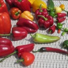 Piment  Piment végétarien bio  