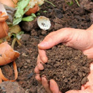 Compost  Thé de compost (engrais liquide naturel)  