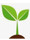 Plants Menthe marocaine