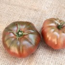 Plants  Tomate Noir de Crimée - en godet  