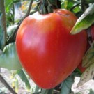 Plants  Tomate Cœur de Bœufs - en godet  
