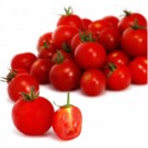 Plants  Tomate cerise - en godet  