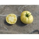 Plants  Tomate Blanche d'envers - en godet  
