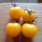 Plants  Tomate Golden Koniging - en godet  