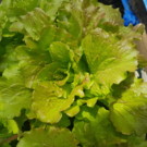 Plants  Salade Batavia - en motte  