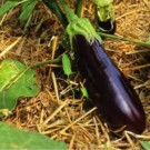 Plants  Aubergine de Barbentane - en godet  