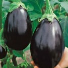 Plants  Aubergine  Black Beauty - en godet  
