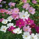 Fleurs  Cosmos - en godet  