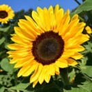 Fleurs  Tournesol - pot moyen  