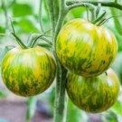 Plants  Tomate Green Zebra - en godet  