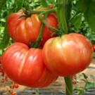 Plants  Tomate Marmande - en godet  