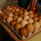 Oeufs de poule