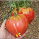 Plants  Tomate Hungarian Heart - famille C. de Boeuf  