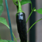 Graines  Piment noir Hongrois - Graines x15  