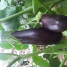 Artichaut  Aubergine  