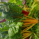 Blettes  Blettes jaunes et rouges  