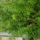 Verveine citronelle  verveine citronelle  