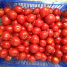 Tomates  Petite tomate Italienne  