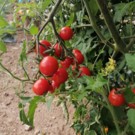 Tomate  Tomate cerise rouge  