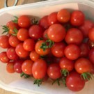 Tomates  Tomates cerises  