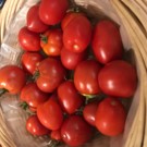 Tomate  Tomates Rio grande  