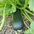 Courgette  Grosse courgette  