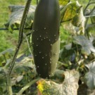 Concombre  Concombre épineux. 1.50€ les 2 petits 1€ le grand  