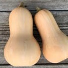 Courge  butternut  