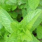 Menthe  Mente verte fraiche ou sèche  
