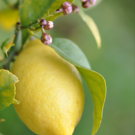 Citron  Citron de Pays - Menton  