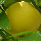 Pomelo  Pomelo  