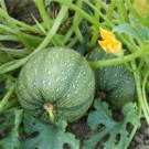 Plants  courgette ronde de nice bio  