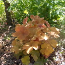 Plante  heuchera micrantha palace purple  