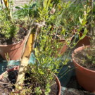 Plante  jasmin d été  