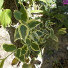 Plante  Hebe: plante couvre-sol au feuillage panaché  