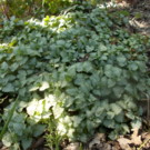 Plante  lamium maculatum Beacon Silver  
