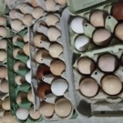 Oeufs de poule  Oeufs frais poules nourries au grain Bio  