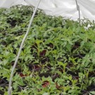 Plants  Tomate marmande  