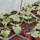 Plants  Courgette jaune  