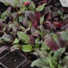Plants  Betterave rouge  