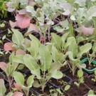 Plants  Choux de Milan  