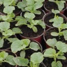 Plants  Melon charentais  