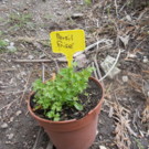 Persil  plante aromatique: persil frisé  