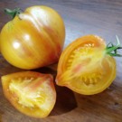 Tomates  Copia  