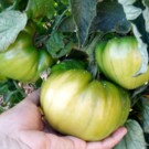 Tomates  Verte  