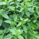 Autre  Mélisse : parfum citronné  