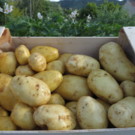 Pomme de terre  Pdt Elodie ou Mona Lisa  