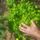 Salade  Laitue feuille de chêne  