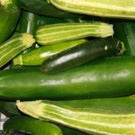 Courgette  Courgettes longues  